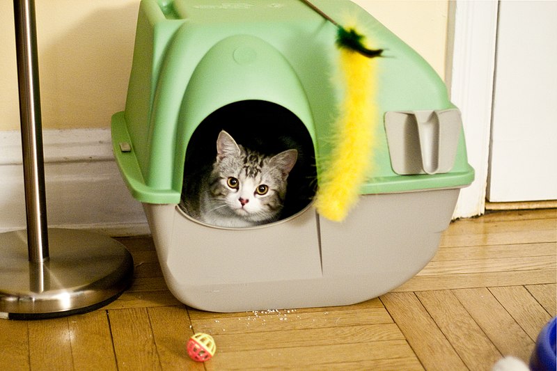 how much does an automatic cat litter box cost?