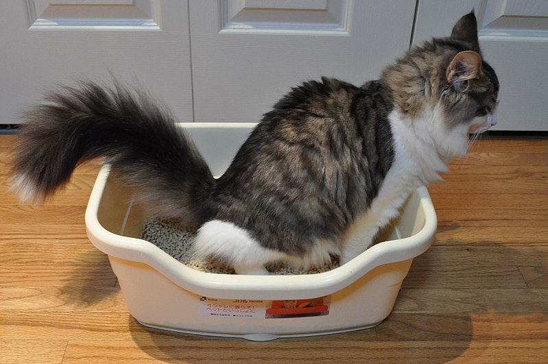 Do cats need access to a litter box at night?