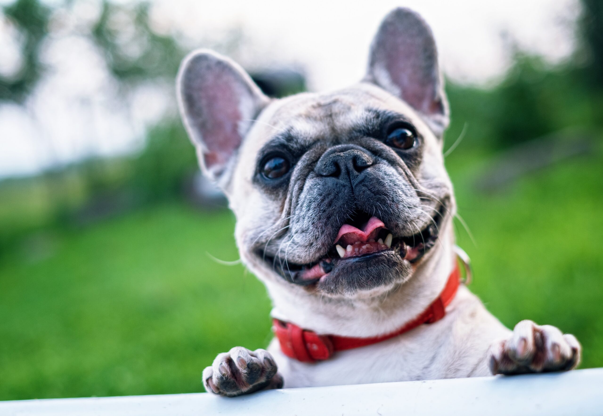 Why is my French Bulldog shaking?"
