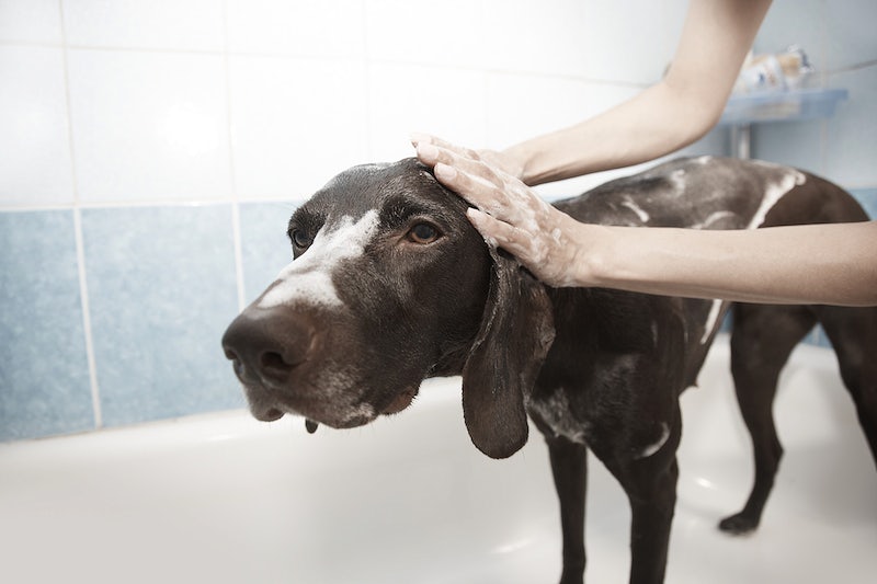 How to relieve dog itching after grooming