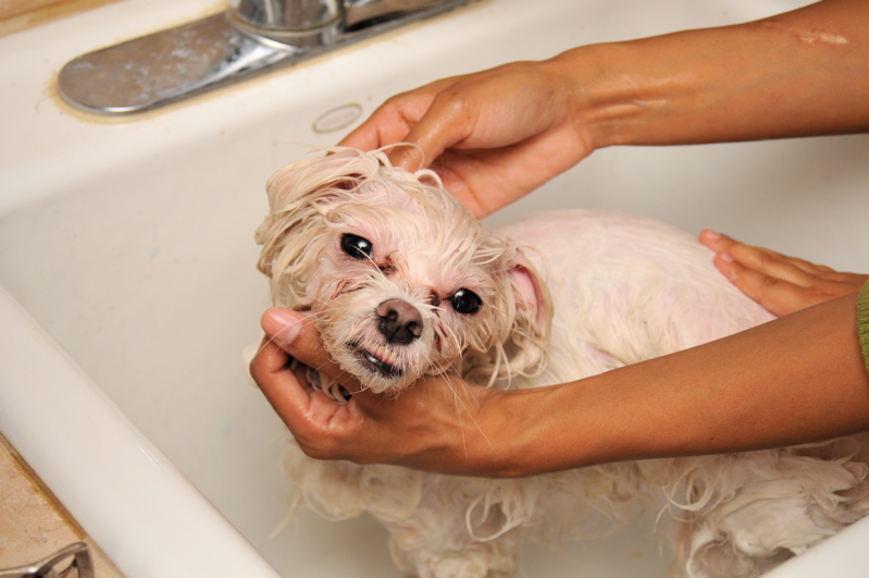 How to wash a dog