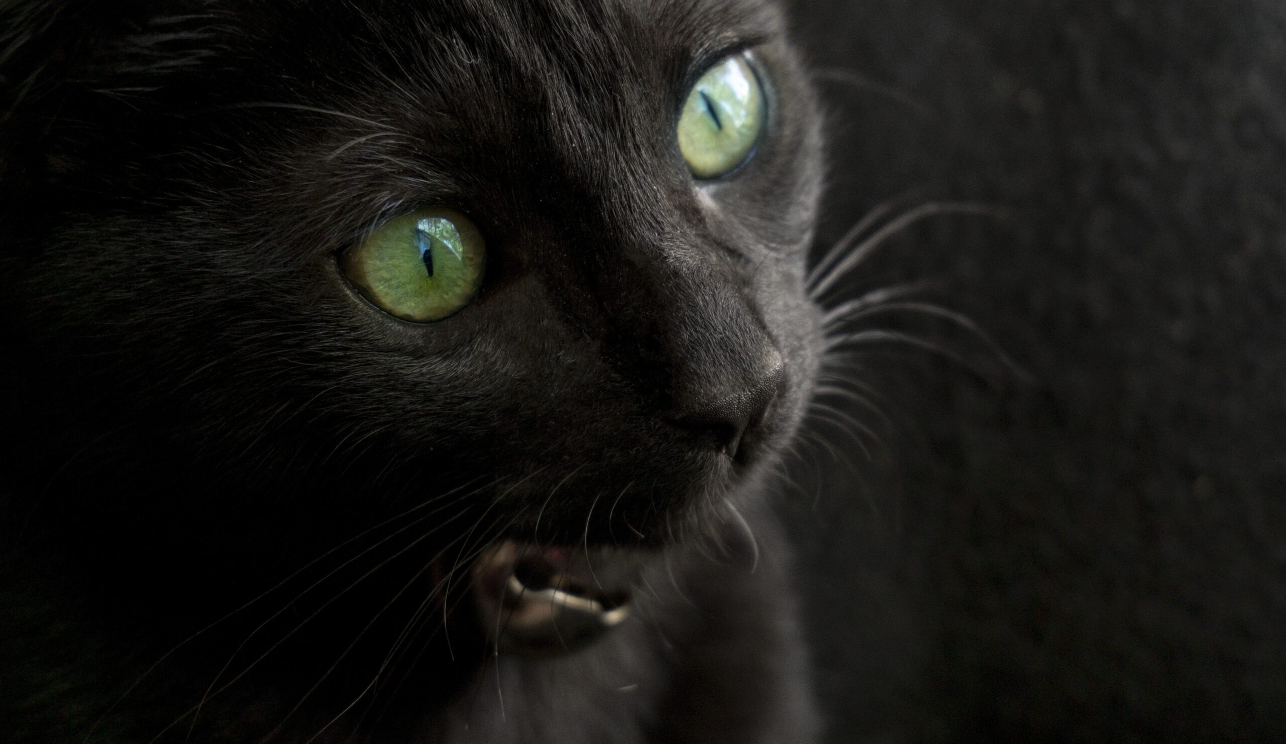 A black cat with green eyes in the dark meowing