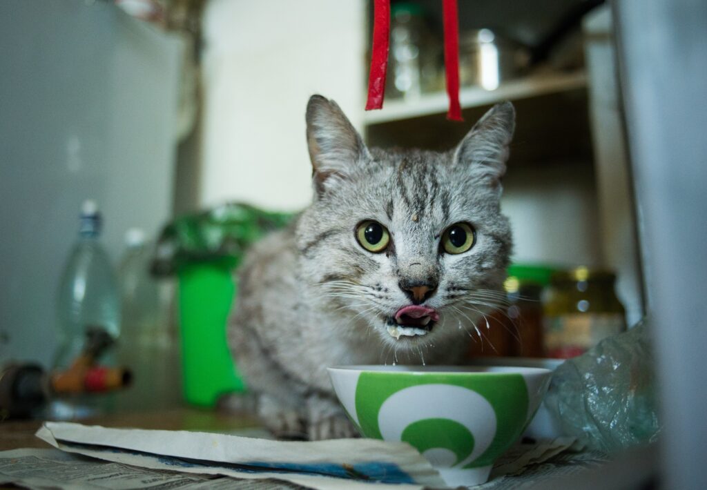 A grey cat licking its mouth after drinking milk 