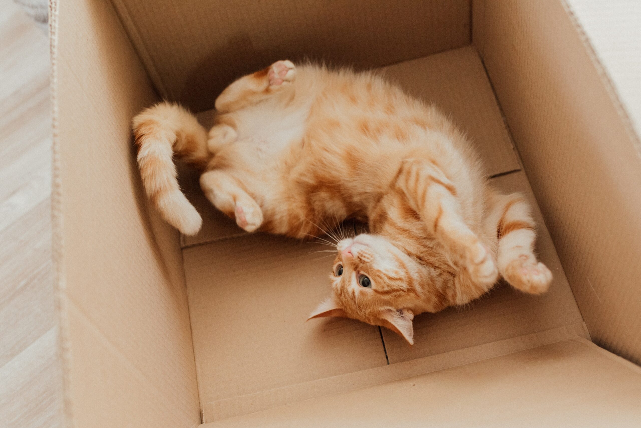 Cat Resting in a spacious box