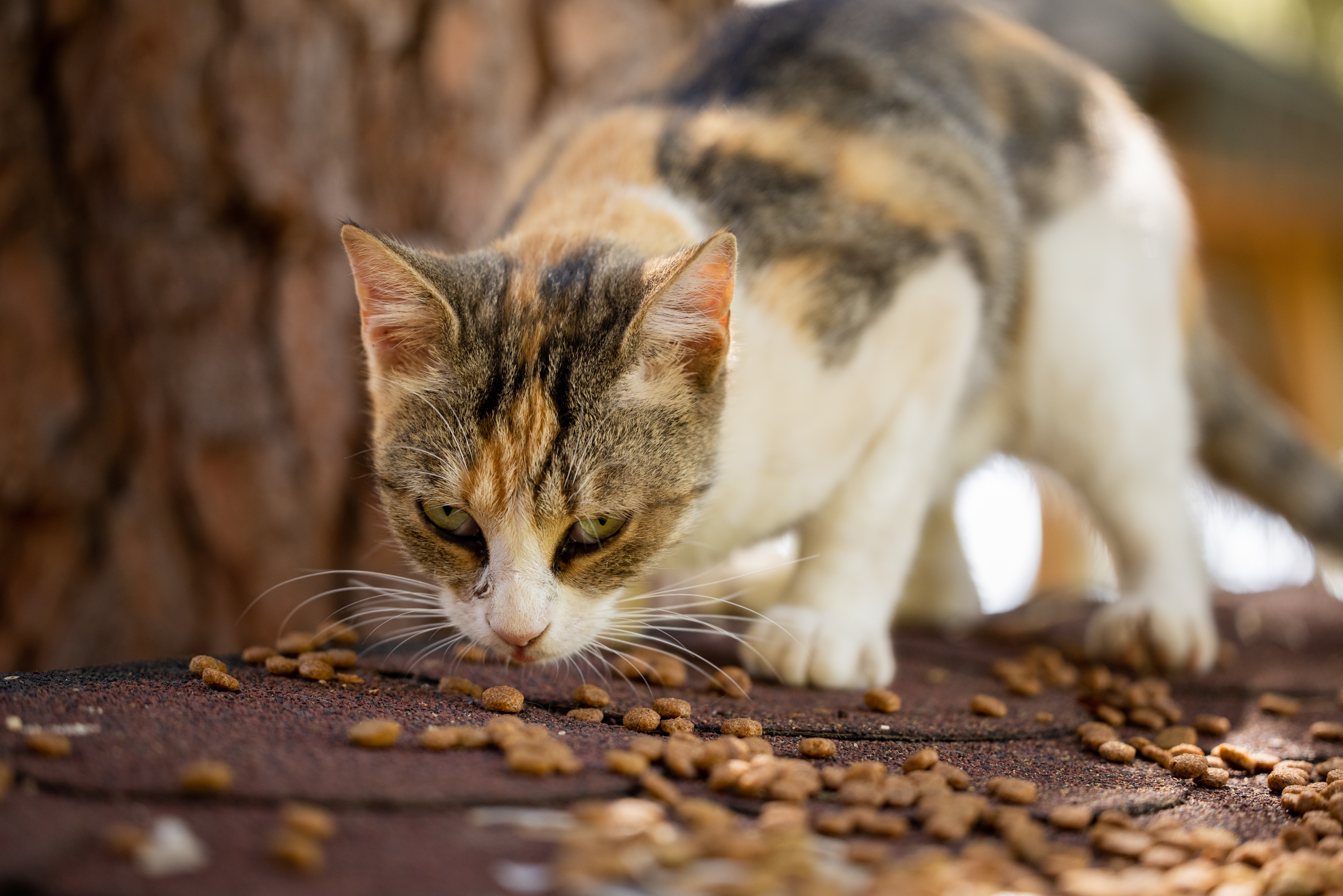 A cat Eating Pecans