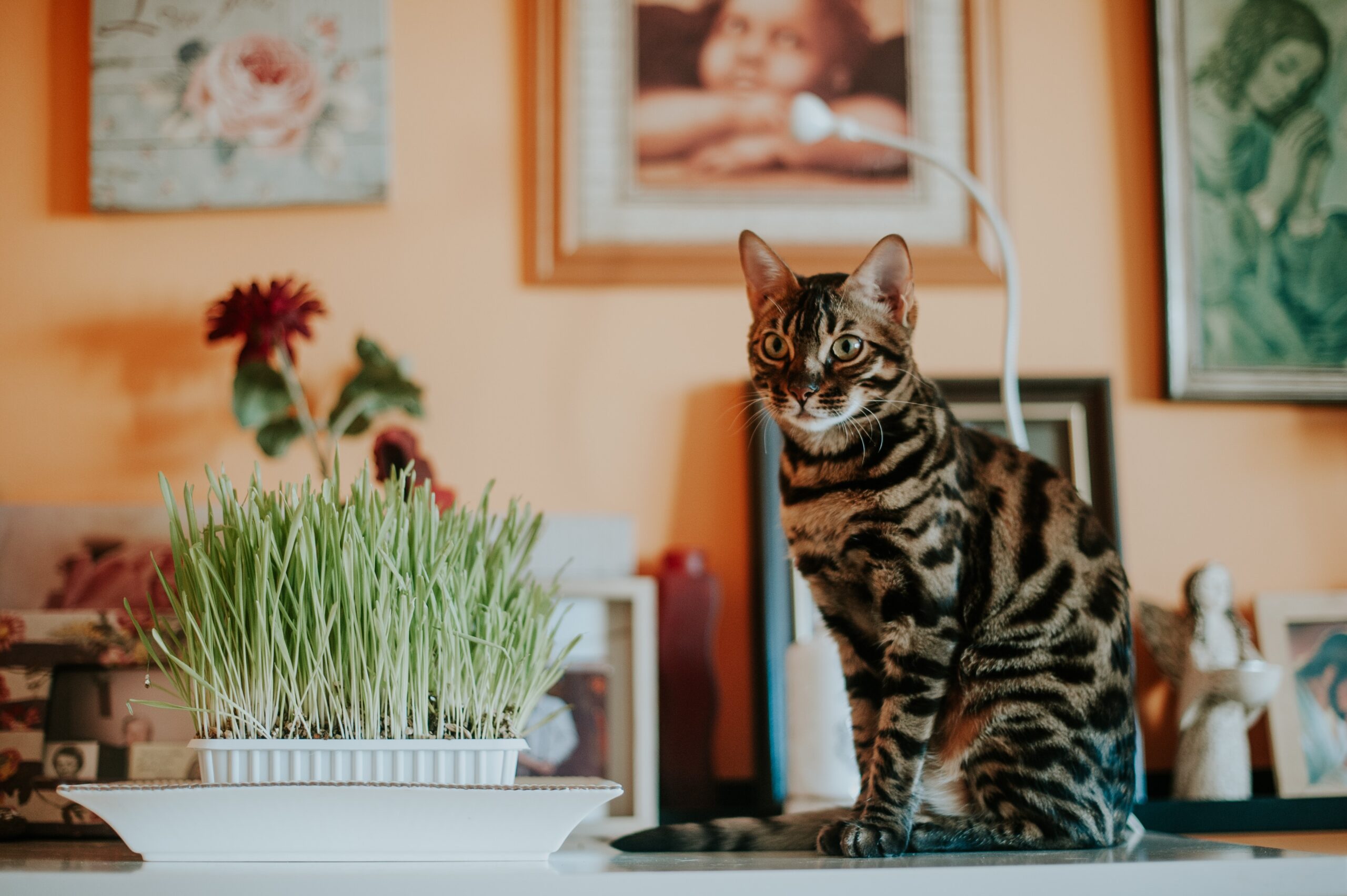 A grey and wgile cat sittin next to a tray of green wheat grass