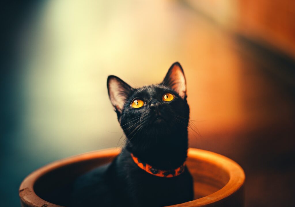 A black cat with green eyes resting in a bowl while lookig up