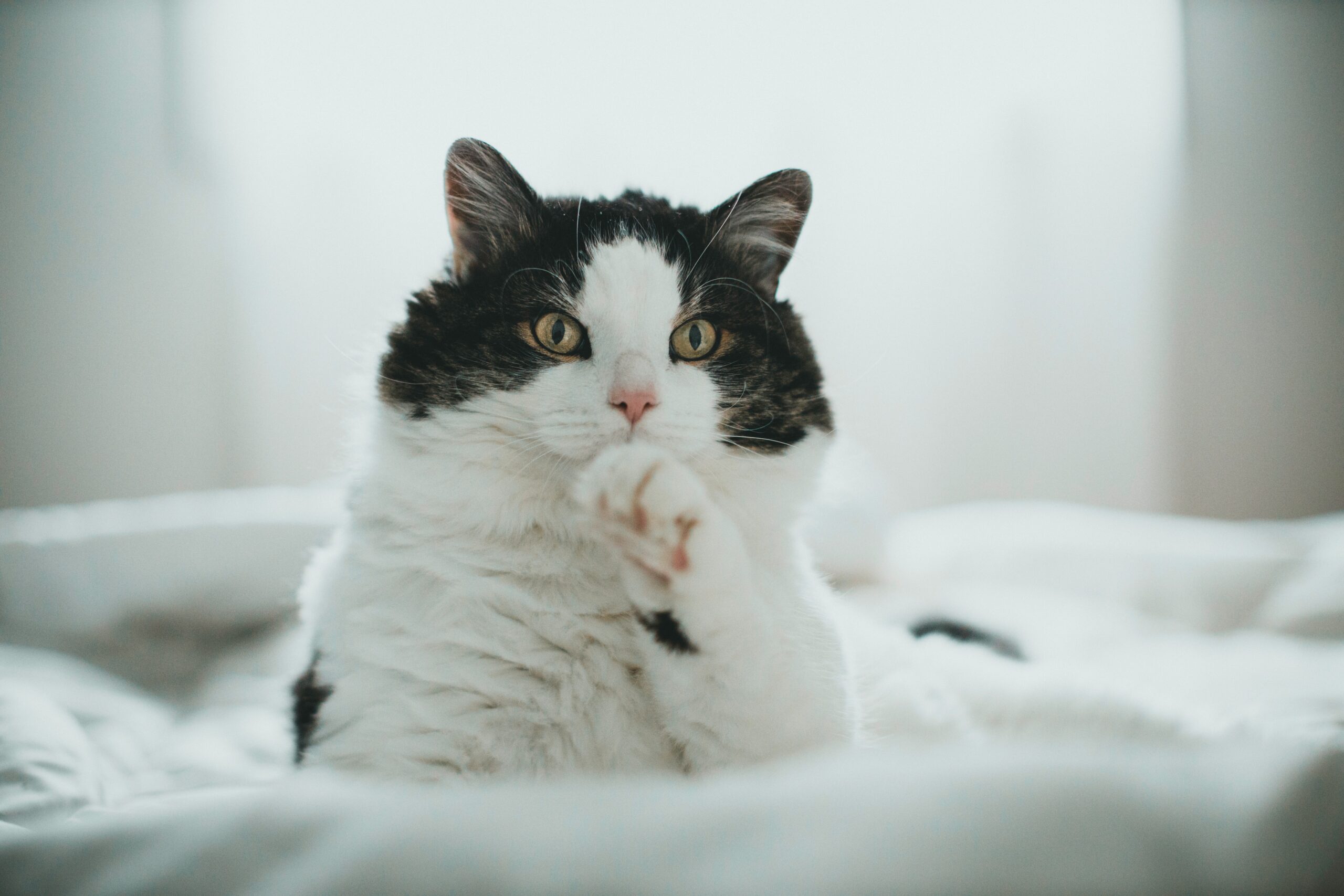 Adorable black and white cat lounging comfortably on a cozy bed