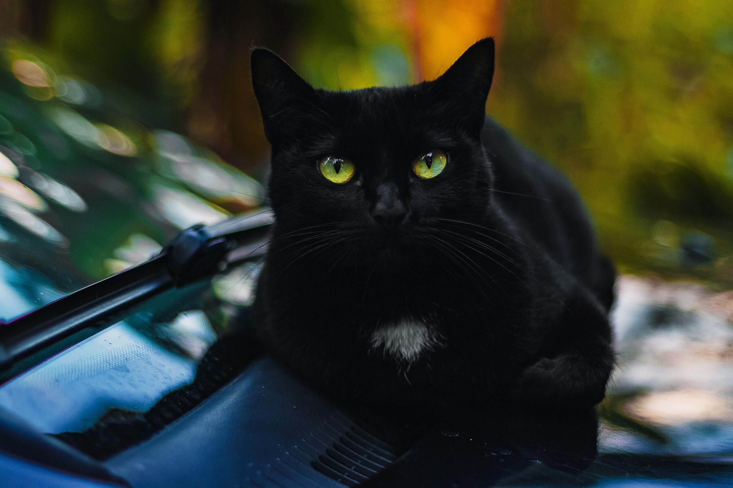 A black cat with green eyes comfortably resting in the jungle with eyes wide open