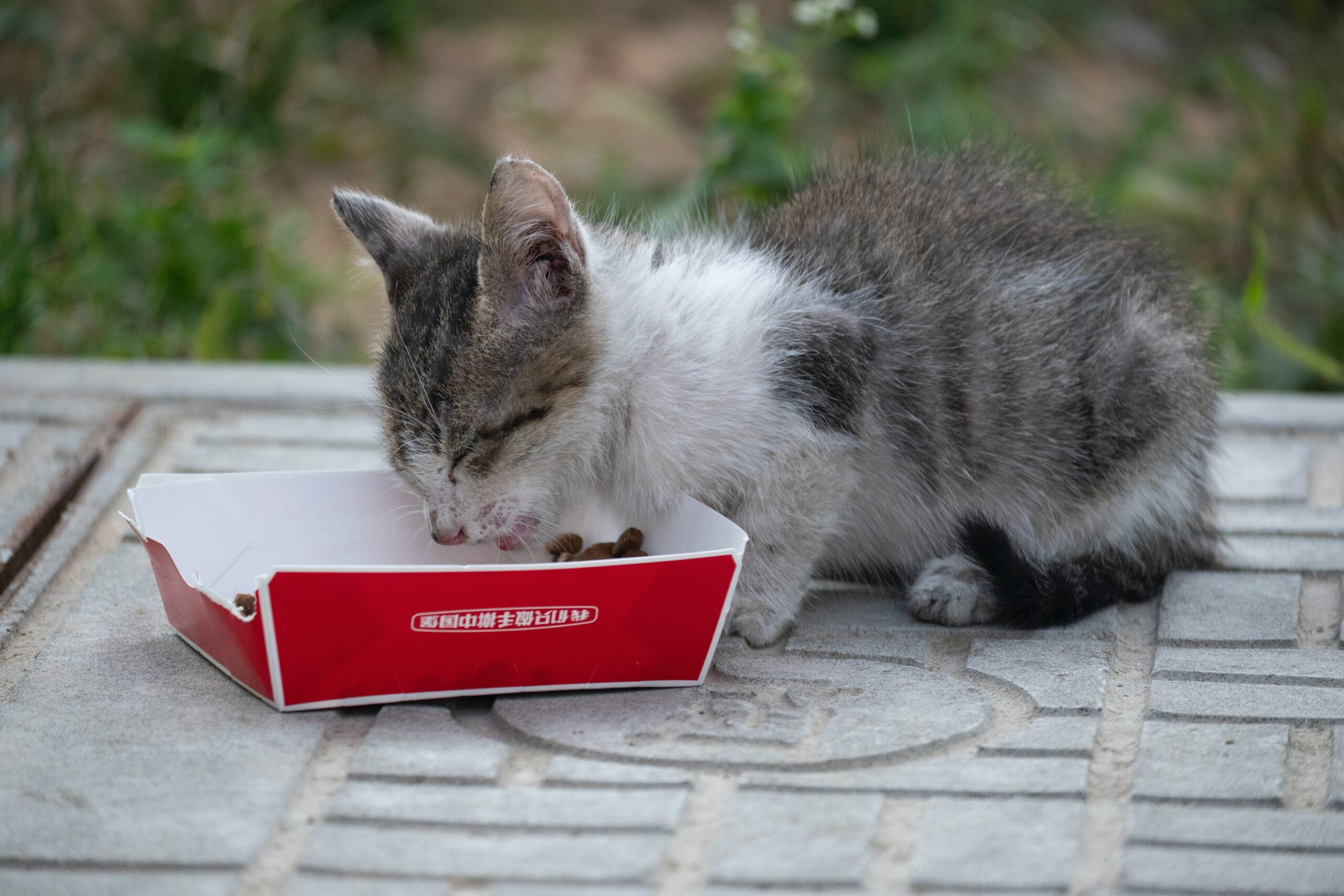 Cat eating chicken nuggets from a red bowl