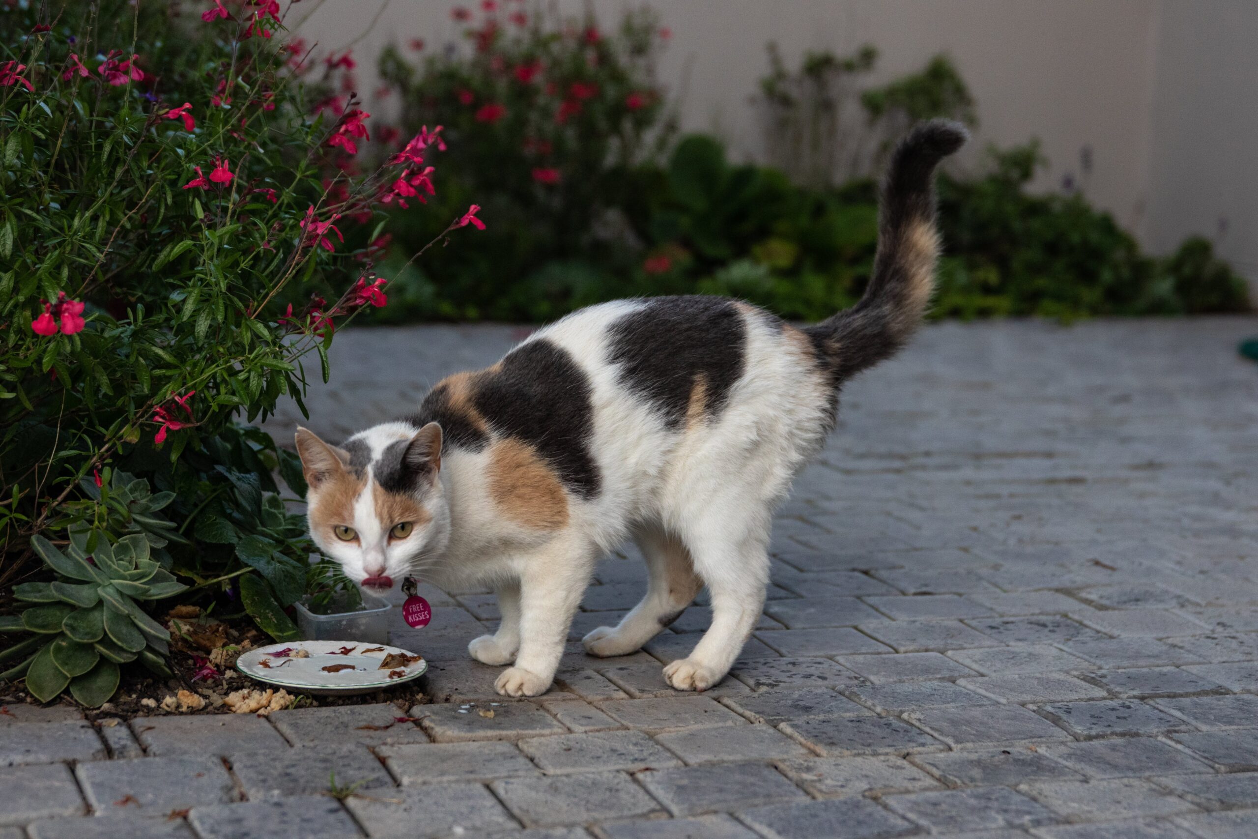 Black and white cat eating pork near some red flowers
