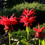 Is bee balm toxic to dogs