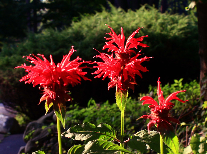 Is bee balm toxic to dogs